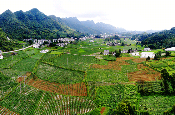 辣椒全產(chǎn)業(yè)鏈發(fā)展