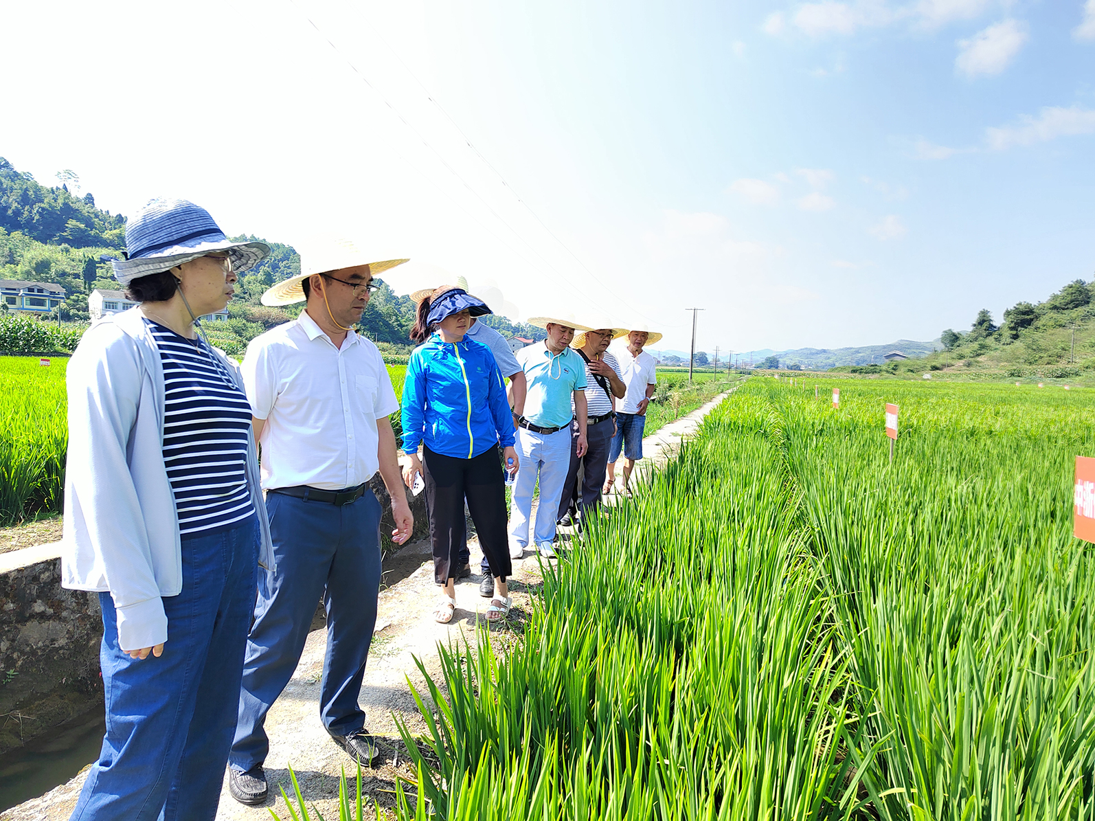 【農(nóng)投動態(tài)】| 貴州省種子管理站站長張鐘億到播州國際辣椒產(chǎn)業(yè)園調(diào)研基地產(chǎn)業(yè)發(fā)展工作